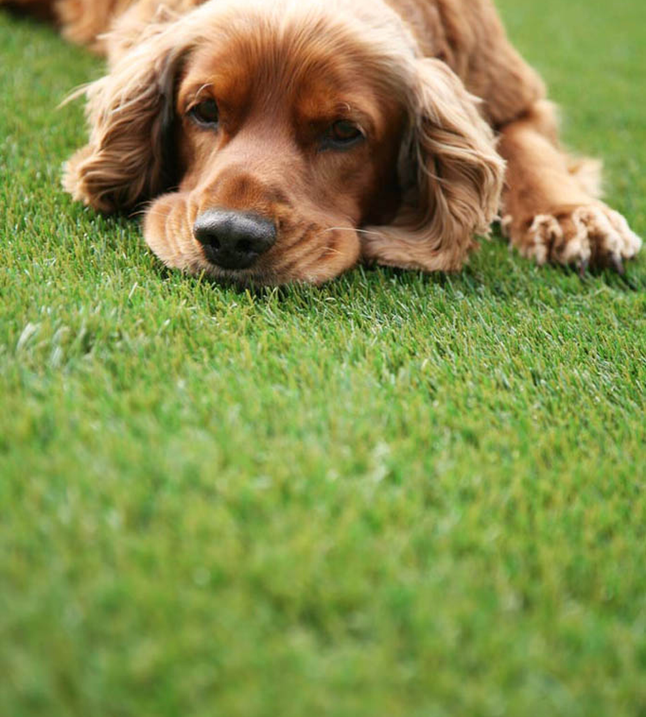 Pet-friendly artificial grass